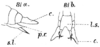 Pl. IV, Fig. 81 a, b. male abdomen tip, lateral and ventral view (c. = cerci, p.r. = processus spiniformis laminae subgenitalis). Depicts Conocephalus (Opeastylus) longipes (Redtenbacher, 1891), an Otu.