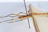 CollectionObject 1590066; 5ec2418e-ebf8-405e-a39f-7e0f95fe1356: copyright MNHN, Paris. female: head & thorax, lateral view (holotype). (CollectionObject).