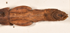 CollectionObject 1558787; 0b960f35-c7d1-4383-a54b-89a33fa6d8ed: copyright OUMNH. male: end of abdomen, dorsal view of synonym Extatosoma hopii (holotype). (CollectionObject).