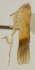 Habitus, lateral view on Biza craspa Kramer, 1962: Male holotype [USNM]: habitus, lateral view. (Observation).