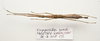 CollectionObject 1595861; e00d5456-5ced-4da0-b934-4b1744fcff0f: copyright LKCNH Singapore. female, dorsal view (holotype). (CollectionObject).