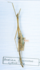 CollectionObject 1563735; cf17a38a-ed06-49cd-ada2-bf839a53468f: copyright MNHN, Paris. female (syntype). (CollectionObject).