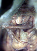 CollectionObject 1517251; a812a9fa-7589-49b6-8b18-6a006a5b2d05: male cerci (holotype). (CollectionObject).