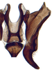 Connective: Cochlorhinus pluto, connective and stylus, ventrally (INHS). (Observation).