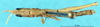 CollectionObject 1507051; 8faa69cd-1183-490d-b353-4957539322ab: male, dorsal view (holotype). (CollectionObject).