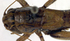 CollectionObject 1502693; e8d990a0-707f-4ee1-8659-00b8e7f400b1: male, dorsal view (paratype). (CollectionObject).