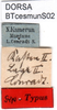 CollectionObject 1502642; 775956ad-b62b-4a0e-b741-88a8ddb2beee: labels (syntype of Cestromoecha mundamensis). (CollectionObject).