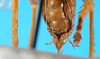 CollectionObject 1502890; 2d342390-1f0a-4e1f-b683-1e96b68525dd: female abdomen tip, ventral view. (CollectionObject).