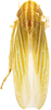 Habitus, dorsal view on Bonamus jussaral Zahniser, 2021: male. (Observation).
