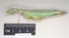CollectionObject 1561217; NHMUK(SF IMPORT DUPLICATE) 845233, 07cb12e2-b997-46c4-bc57-4dda082cfe91: copyright Natural History Museum, London. female, lateral view (holotype). (CollectionObject).