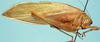 CollectionObject 1522572; 270c3a37-755c-45e1-808a-783504ef2660: female (holotype). (CollectionObject).