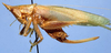 female (allotype). Depicts Acantheremus dominicanus Naskrecki, 1997, an Otu.