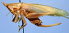 Acantheremus dominicanus Naskrecki, 1997: female (allotype). (Otu).
