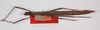 CollectionObject 1560184; 9007c212-293e-4129-85ac-38d1f978f763: copyright ZMB, Berlin. female (holotype). (CollectionObject).