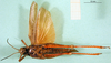 CollectionObject 1589385; a1483792-a9fe-4fda-9b43-9aaf7ede8871: female, ventral view (paratype). (CollectionObject).