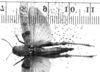 CollectionObject 1506350; b4c741d8-5030-4a52-831d-54057cebbfc7: Image Carbonell, C.S. female, dorsal view (holotype or syntype). (CollectionObject).