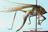 CollectionObject 1530608; fab8dc52-8c74-4c19-8e0b-d51ef5c1137c: female, lateral view (paralectotype). (CollectionObject).