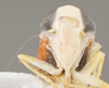 Head on Brunerella magnifica Young, 1952: Head/Face. (Observation).