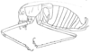 Mactruchus serrifer (Rehn & Hebard, 1914): Fig. 6 (after type). male, lateral view. (Otu).