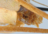 CollectionObject 1520674; b33062fc-4914-4a64-b87d-07a1160f2457: male cerci. (CollectionObject).