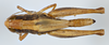 CollectionObject 1519697; 82685eca-72e0-499c-9757-ea18456710e7: female, dorsal view (holotype). (CollectionObject).