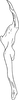 Stylus: Stylus (E. tripunctatus Mahm.). (Observation).