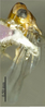 Habitus, lateral view on Empoascanara (Empoascanara) conchata Song & Li, 2013: (Observation).
