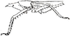 Peracca (Odontoconus) spinipes (Fritze, 1908): female head and pronotum, lateral view (from 1908 Carl, J., Mitt. Schweiz. entom. Ges. 11). (Otu).