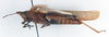 CollectionObject 1575296; c6a11c8b-c76c-4336-90a3-c625bfdcd5a9: female, lateral view (allotype). (CollectionObject).