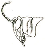 Epistaurus aberrans Brunner von Wattenwyl, 1893: Pl. V, Fig. 55 a. male head and pronotum, lateral view. (Otu).