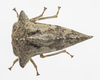 Live specimen: !! display not done !! on Heliria cristata (Fairmaire, 1846): (Observation).