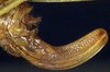 female ovipositor (allotype). Depicts CollectionObject 1600453; 489b657b-b106-46c6-95d6-1af642bd9ce4, a CollectionObject.