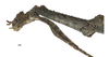 CollectionObject 1596257; 9dfcb0ca-1af0-4198-8a27-0d52024f92dc: copyright NKUM Nankai. female: head & thorax, lateral view (holotype). (CollectionObject).
