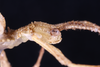 CollectionObject 1559861; f403b3ce-58d5-4b3b-809a-d641f8053c8f: copyright SMTD. male, lateral view (holotype). (CollectionObject).
