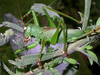 Cerberodon viridis Perty, 1832: female (Brazil). (Otu).