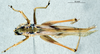 CollectionObject 1506479; 3df8eba4-a566-48bf-83f4-a60b75cc38e5: male, dorsal view. (CollectionObject).