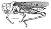 Neuquenina fictor (Rehn, 1943): Fig. 32. female, habitus. (Otu).