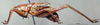CollectionObject 1504999; 6fbb5288-90ad-4e75-9fca-7cf665f8355d: male, lateral view (syntype). (CollectionObject).