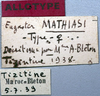 labels (allotype of Eugaster mathiasi). Depicts CollectionObject 1541900; efdc1c99-43b0-4fed-9b82-9e2bd580a6ea, a CollectionObject.