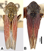 Habitus, dorsal view: Male paratypes. <B>A.</B> Mexico City, D.F., OSAC. <B>B.</B> Mexico, Cuernavaca, Morelos, OSAC. (Observation).