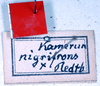 CollectionObject 1534501; MZPW Dohrn collection, 9ba91bef-717d-4d6f-b2f6-3df4e1742f2e: labels (holotype). (CollectionObject).