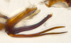 Aedeagus, lateral view on Bhatia Distant, 1908 nsp 841792: (Observation).