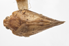 Habitus, dorsal view on Exoma robusta (Uhler, 1901): (Observation).