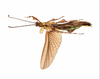 CollectionObject 1584348; CC ANIC Database No. 15 000074, 35145325-2a22-4ba4-8890-38ac04956134: copyright CSIRO, Canberra. male, dorsal view (holotype). (CollectionObject).