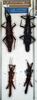 CollectionObject 1558286; NMW 58, cc54e16a-f3c0-499b-a42e-5fe9feb144c2: copyright NMW. female (lectotype - top right), male (x2) and female (paralectotypes). (CollectionObject).