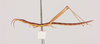 CollectionObject 2052029; NHMUK015982259, 0ce9d429-a08e-4c89-95d4-50cc89a7300d: lateral view (paratype). (CollectionObject).