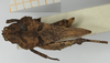 CollectionObject 1582373; a41ea717-d5ea-483c-8d01-f2beb864a33a, NHMUK10924555: female, lateral view (holotype). (CollectionObject).
