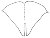 Metaprosagoga insignis (Vignon, 1924): Fig. 93 B (specimen in MNHN Paris). female subgenital plate. (Otu).