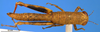 CollectionObject 1505370; 939d45b6-a1f9-4eda-b34e-04115791fd5b: female, dorsal view (holotype). (CollectionObject).