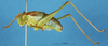 CollectionObject 1507224; fdc906bd-87a0-4728-8fa0-53e22e8b6649: male, lateral view (paratype). (CollectionObject).